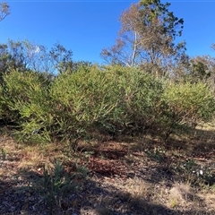 Acacia cultriformis at Kenny, ACT - 17 Jan 2025 08:48 AM