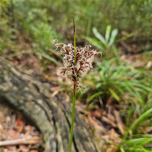 Lepidosperma sieberi (Sandhill Sword-sedge) at Ulladulla, NSW by MatthewFrawley