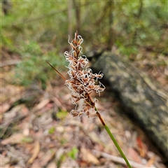 Lepidosperma sieberi at Ulladulla, NSW - 23 Jan 2025 02:06 PM