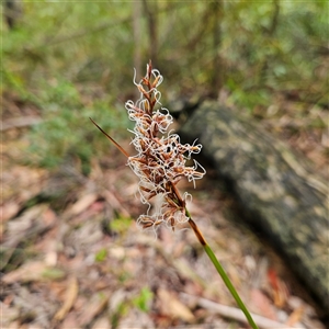 Lepidosperma sieberi at Ulladulla, NSW - 23 Jan 2025 02:06 PM