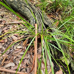 Lepidosperma sieberi at Ulladulla, NSW - 23 Jan 2025 02:06 PM