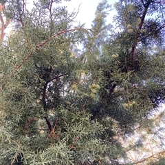 Cupressus arizonica (Arizona Cypress) at Kenny, ACT - 16 Jan 2025 by waltraud