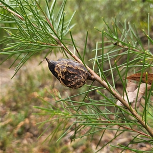 Hakea sericea (Needlebush) at Ulladulla, NSW by MatthewFrawley