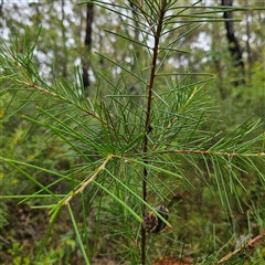 Hakea sericea at Ulladulla, NSW - 23 Jan 2025 02:21 PM