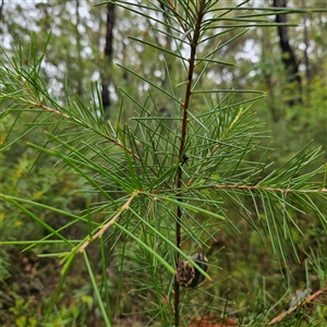 Hakea sericea at Ulladulla, NSW - 23 Jan 2025 02:21 PM