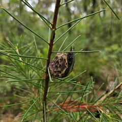 Hakea sericea at Ulladulla, NSW - 23 Jan 2025 02:21 PM