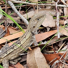 Amphibolurus muricatus (Jacky Lizard) at Ulladulla, NSW - 23 Jan 2025 by MatthewFrawley