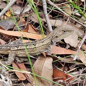 Amphibolurus muricatus at Ulladulla, NSW - 23 Jan 2025 02:02 PM