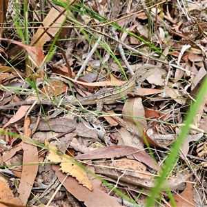 Amphibolurus muricatus at Ulladulla, NSW - 23 Jan 2025 02:02 PM