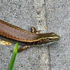 Eulamprus quoyii (Eastern Water Skink) at Ulladulla, NSW - 23 Jan 2025 by MatthewFrawley