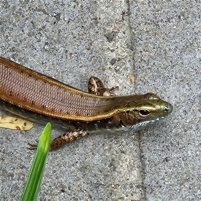 Eulamprus quoyii (Eastern Water Skink) at Ulladulla, NSW - 23 Jan 2025 by MatthewFrawley