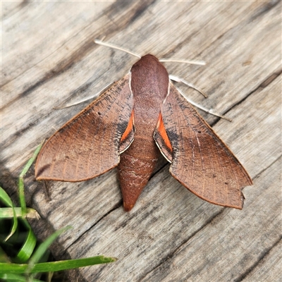 Hippotion scrofa (Coprosma Hawk Moth) at Braidwood, NSW - 24 Jan 2025 by MatthewFrawley