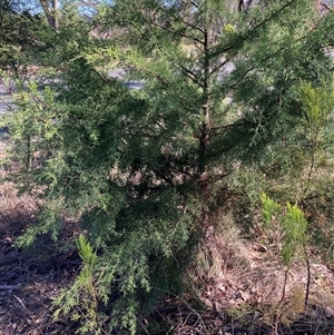 Cupressus arizonica at Kenny, ACT - 17 Jan 2025 08:50 AM