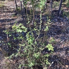 Crataegus monogyna (Hawthorn) at Kenny, ACT - 16 Jan 2025 by waltraud