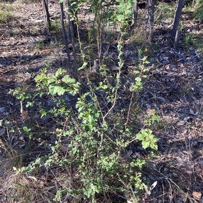 Crataegus monogyna (Hawthorn) at Kenny, ACT - 16 Jan 2025 by waltraud