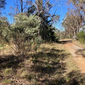 Acacia boormanii (Snowy River Wattle) at Kenny, ACT by waltraud