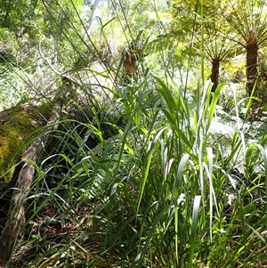 Dryopoa dives (Giant Mountain Grass) at Currowan, NSW by plants