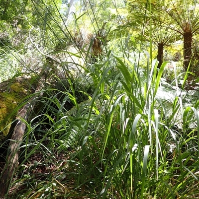 Dryopoa dives (Giant Mountain Grass) at Currowan, NSW - 19 Jan 2025 by plants