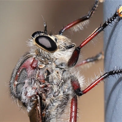 Neoaratus hercules (Herculean Robber Fly) at Acton, ACT - 21 Jan 2025 by TimL