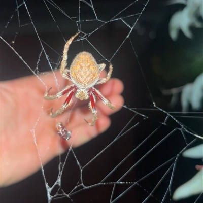 Hortophora sp. (genus) (Garden orb weaver) at Aranda, ACT - 24 Jan 2025 by Mathew