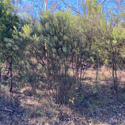 Acacia boormanii (Snowy River Wattle) at Kenny, ACT - 16 Jan 2025 by waltraud