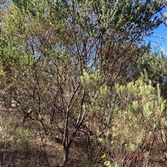 Acacia cultriformis (Knife Leaf Wattle) at Kenny, ACT - 16 Jan 2025 by waltraud