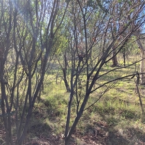 Acacia cultriformis at Kenny, ACT - 17 Jan 2025 08:53 AM