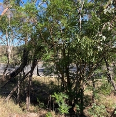 Pistacia chinensis (Chinese Pistachio) at Kenny, ACT - 16 Jan 2025 by waltraud