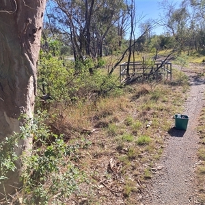 Rosa sp. (A Wild Rose) at Kenny, ACT by waltraud