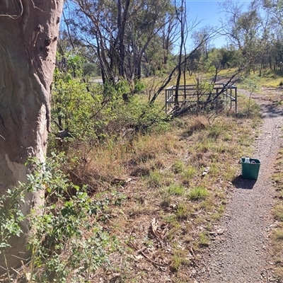 Rosa sp. (A Wild Rose) at Kenny, ACT - 16 Jan 2025 by waltraud