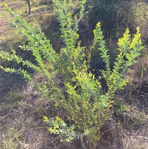 Acacia cultriformis (Knife Leaf Wattle) at Kenny, ACT by waltraud