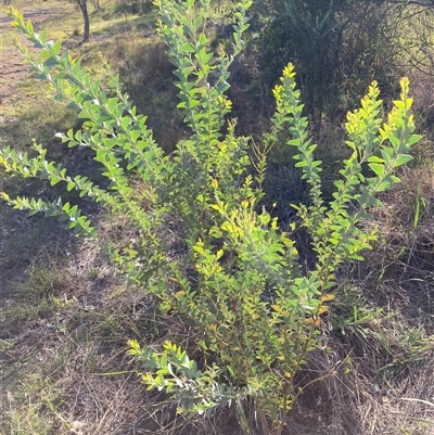 Acacia cultriformis (Knife Leaf Wattle) at Kenny, ACT - 16 Jan 2025 by waltraud