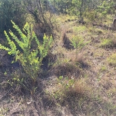 Acacia cultriformis at Kenny, ACT - 17 Jan 2025 08:56 AM