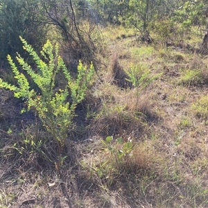 Acacia cultriformis at Kenny, ACT - 17 Jan 2025 08:56 AM