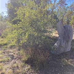 Rosa sp. (A Wild Rose) at Kenny, ACT - 16 Jan 2025 by waltraud