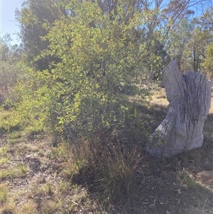 Rosa sp. (A Wild Rose) at Kenny, ACT by waltraud