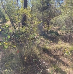 Rosa sp. (A Wild Rose) at Kenny, ACT - 16 Jan 2025 by waltraud