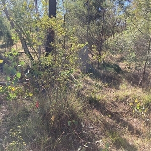 Rosa sp. (A Wild Rose) at Kenny, ACT by waltraud