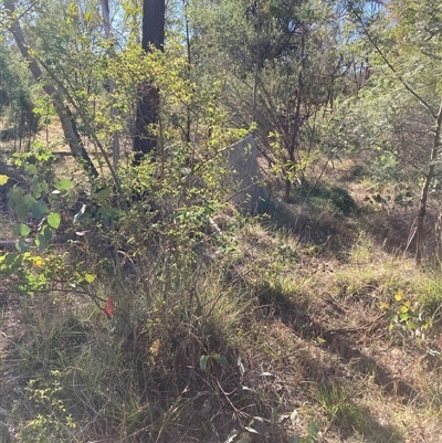 Rosa sp. (A Wild Rose) at Kenny, ACT - 16 Jan 2025 by waltraud