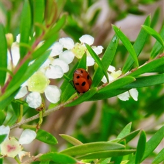 Hippodamia variegata (Spotted Amber Ladybird) at Mittagong, NSW - 4 Jan 2025 by Span102