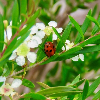 Hippodamia variegata (Spotted Amber Ladybird) at Mittagong, NSW - 4 Jan 2025 by Span102