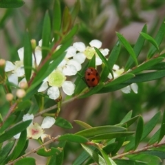 Hippodamia variegata at Mittagong, NSW - suppressed