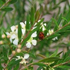 Hippodamia variegata at Mittagong, NSW - suppressed