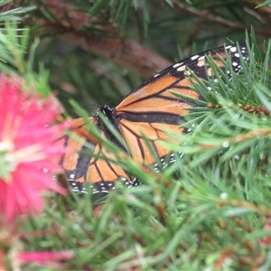 Danaus plexippus at Mittagong, NSW - suppressed