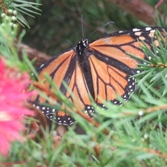 Danaus plexippus at Mittagong, NSW - suppressed