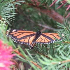 Danaus plexippus at Mittagong, NSW - suppressed