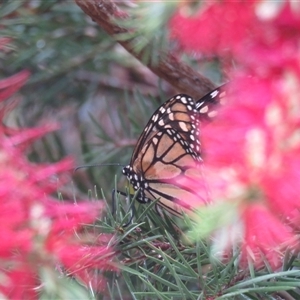 Danaus plexippus at Mittagong, NSW - suppressed