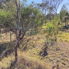 Acacia cultriformis (Knife Leaf Wattle) at Kenny, ACT - 16 Jan 2025 by waltraud