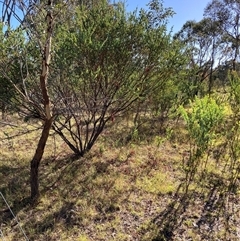 Acacia cultriformis at Kenny, ACT - 17 Jan 2025 09:00 AM