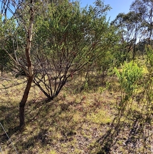 Acacia cultriformis at Kenny, ACT - 17 Jan 2025 09:00 AM